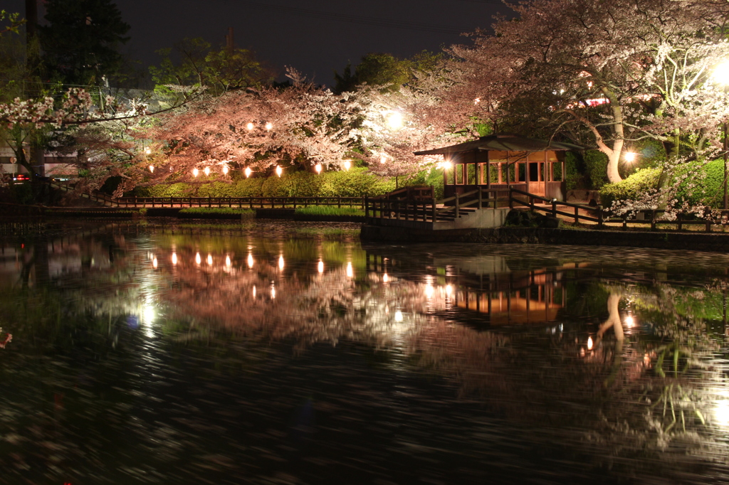 夜桜