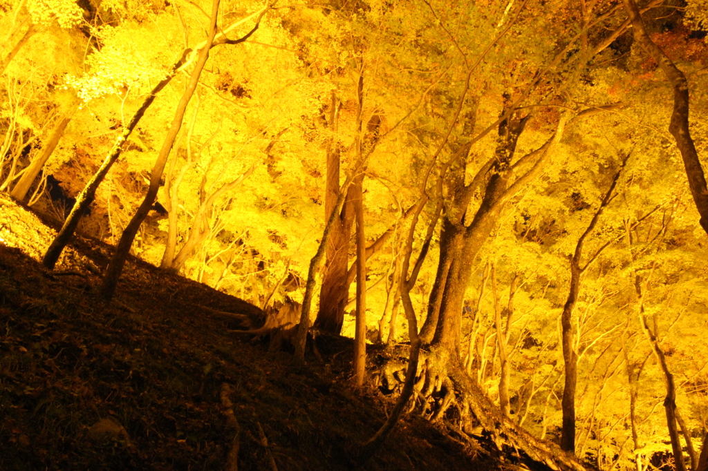 紅葉、香嵐渓、夜景
