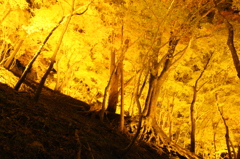 紅葉、香嵐渓、夜景
