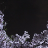 夜桜