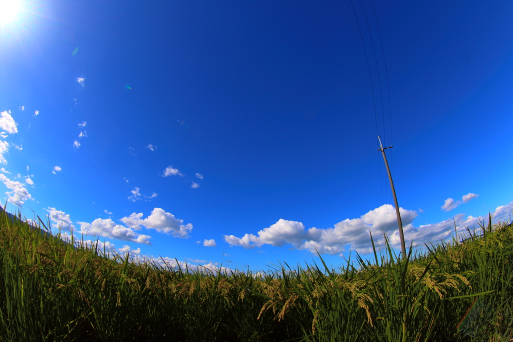 稲穂と青空