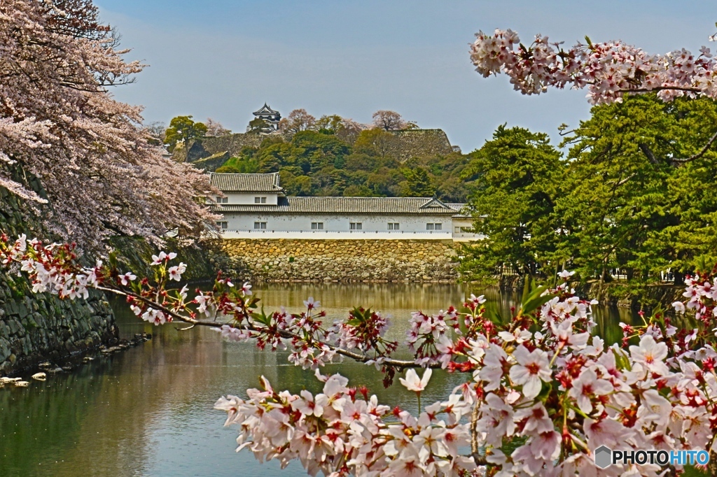 桜包囲網！