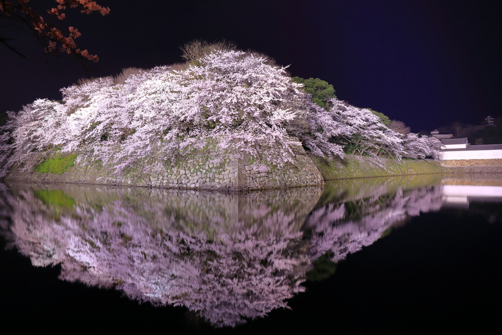 彦根城桜写し