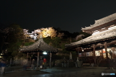 三井寺　桜のライトアップ
