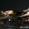 三井寺　桜のライトアップ