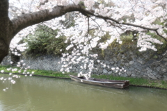春の八幡堀と舟
