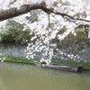 春の八幡堀と舟