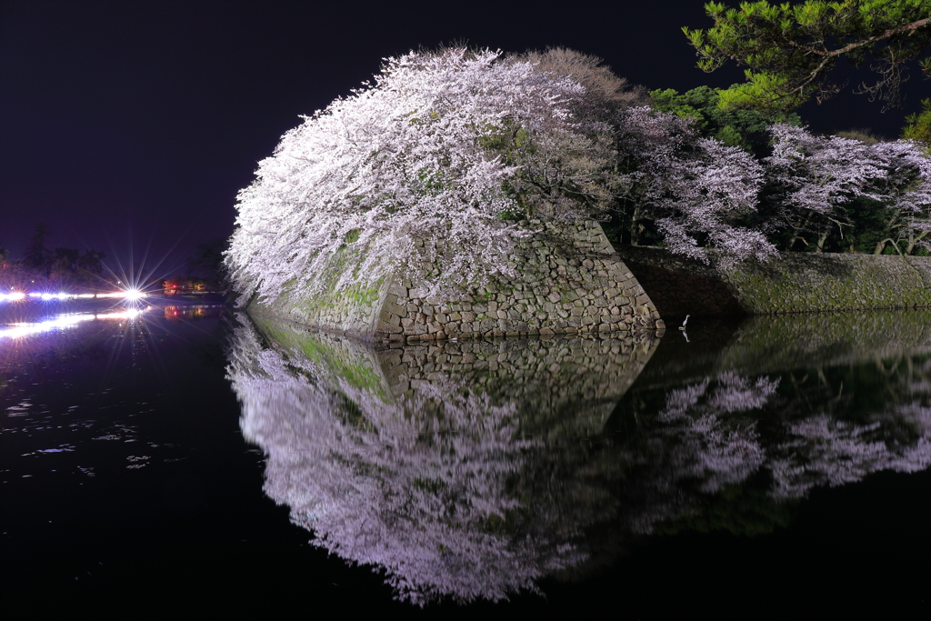 彦根城と桜