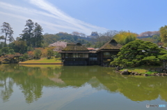 玄宮園と桜