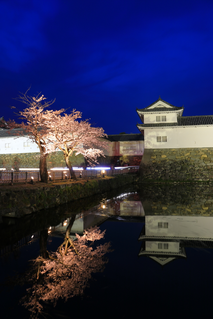 彦根城と桜