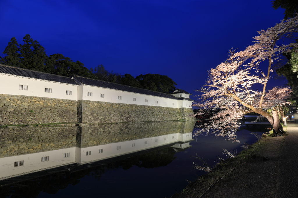 彦根城と桜