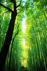 京都 嵯峨野　竹の小径