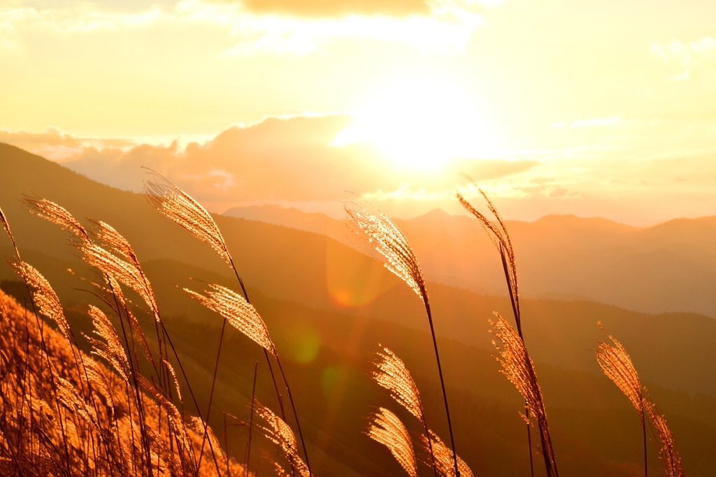 Japanese pampas grass