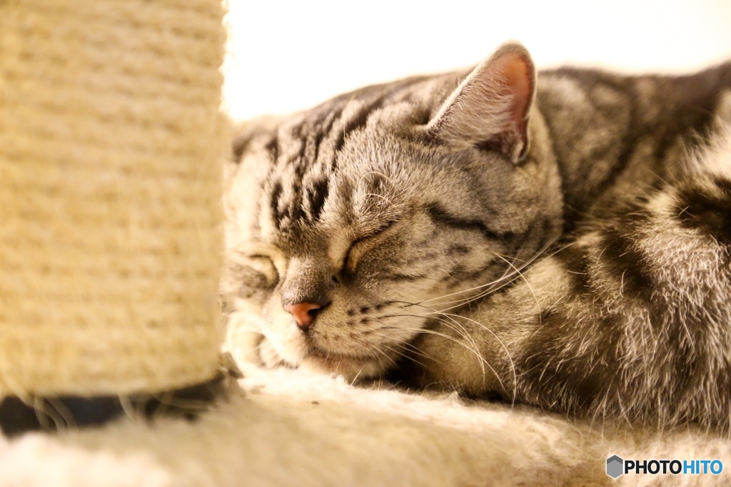 お昼寝ねこ