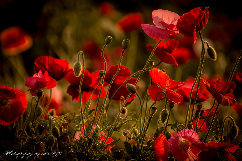 Natural color ～芥子～