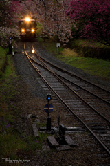 桜流し