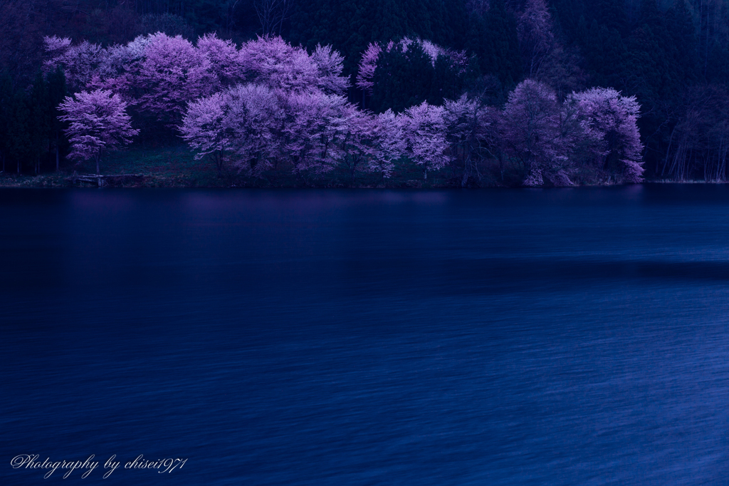 桜囁く湖畔の朝