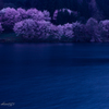 桜囁く湖畔の朝