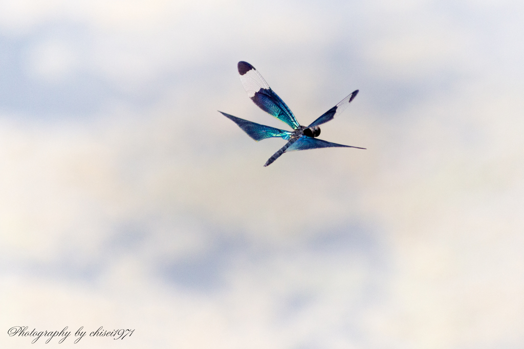 Flight