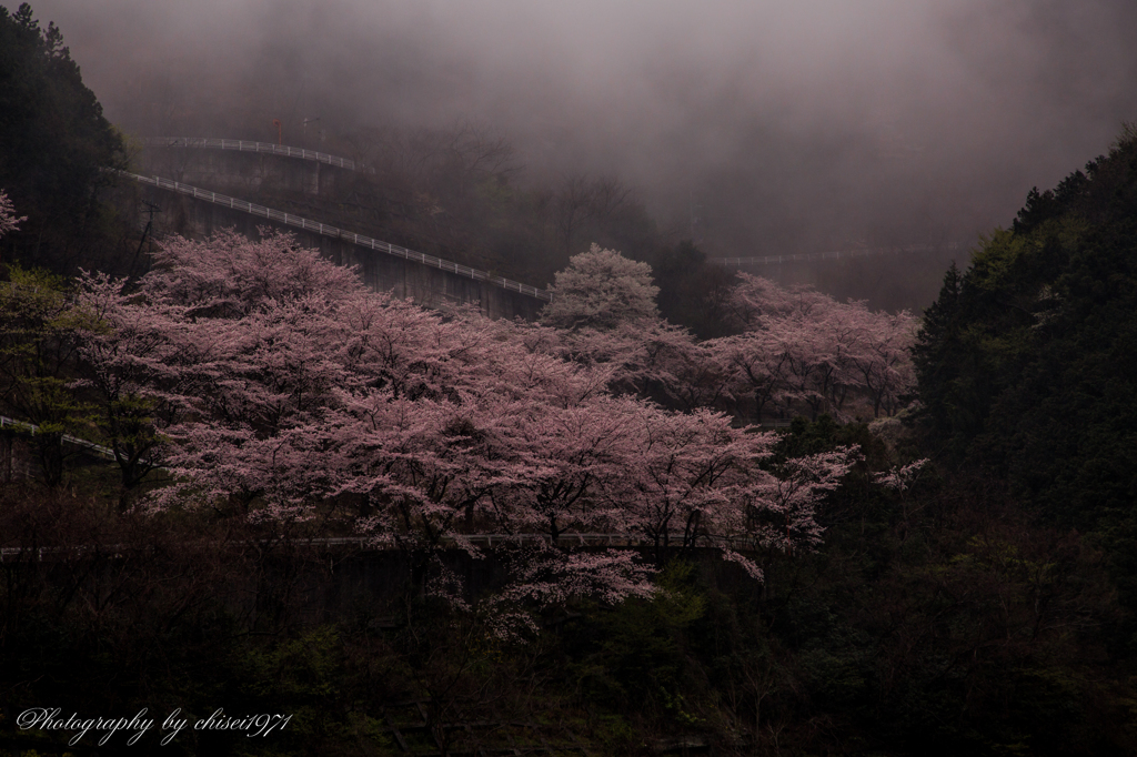 霧と桜 Ⅰ
