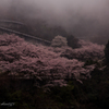 霧と桜 Ⅰ