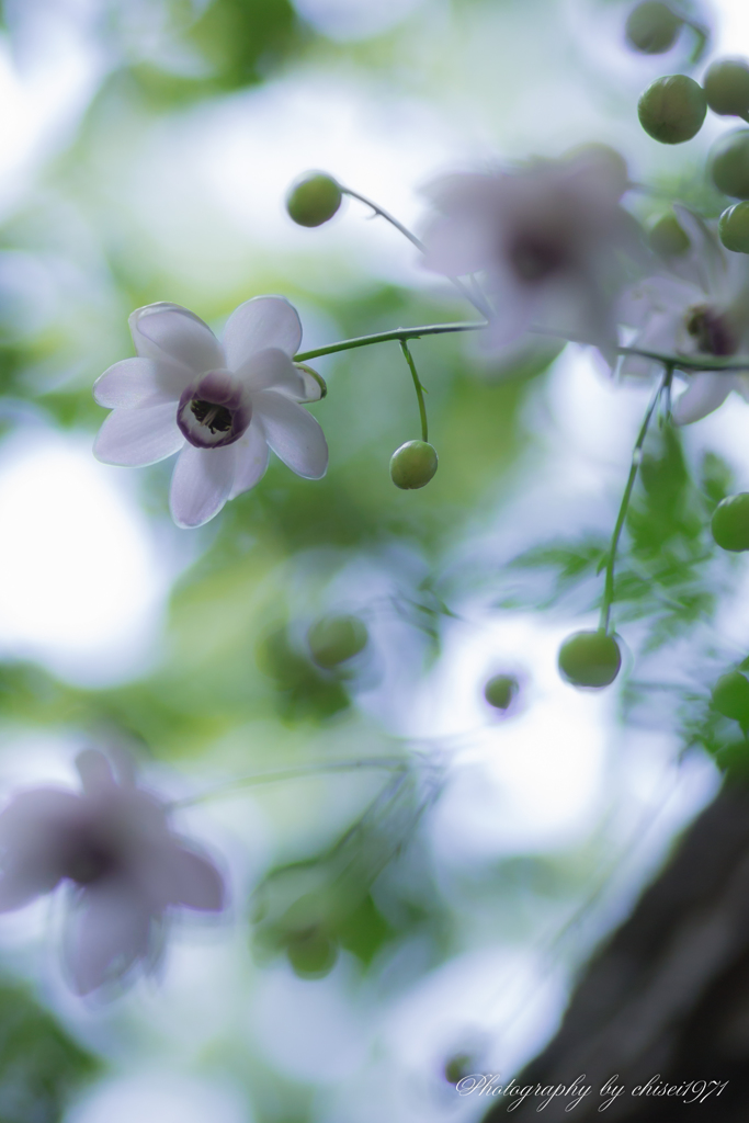 蓮華升麻Ⅰ