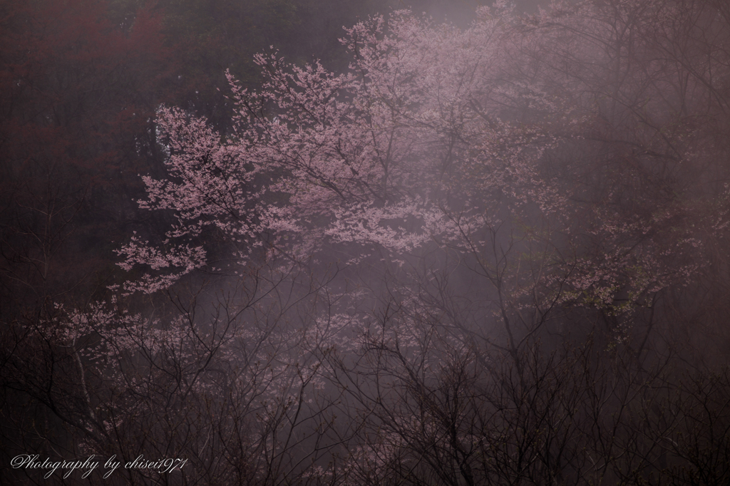 霧と桜 Ⅱ