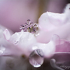 Melting crystal