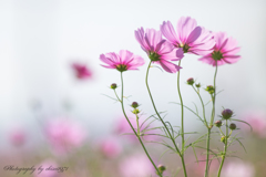 Blowing In The Wind 