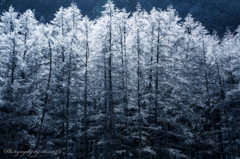 凍てつく木々Ⅱ
