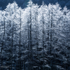 凍てつく木々Ⅱ