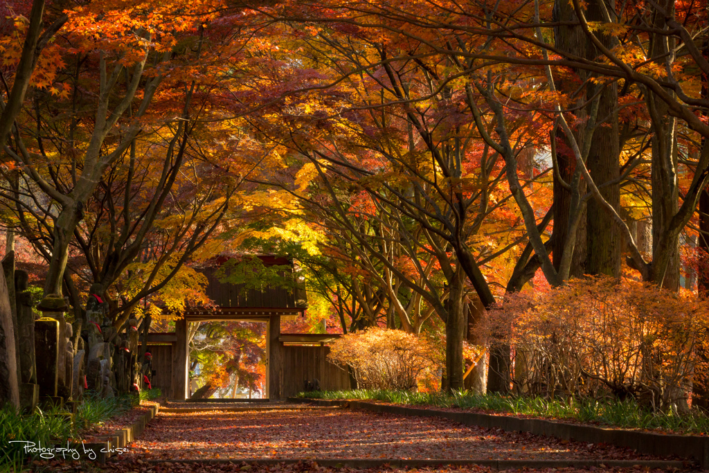 紅葉参道