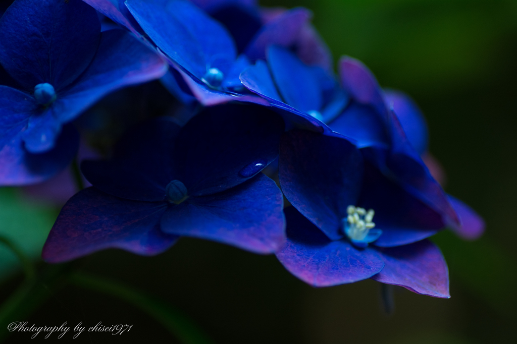 Natural color ～紫陽花～
