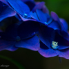 Natural color ～紫陽花～
