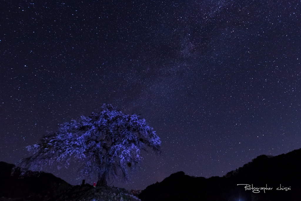 SAKURA at night