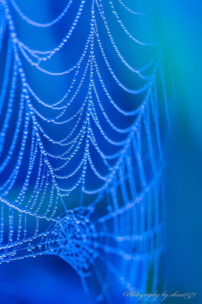 Blue spider web