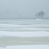 Wavelet