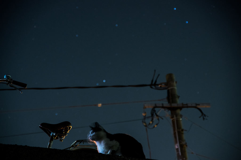 星とねこ