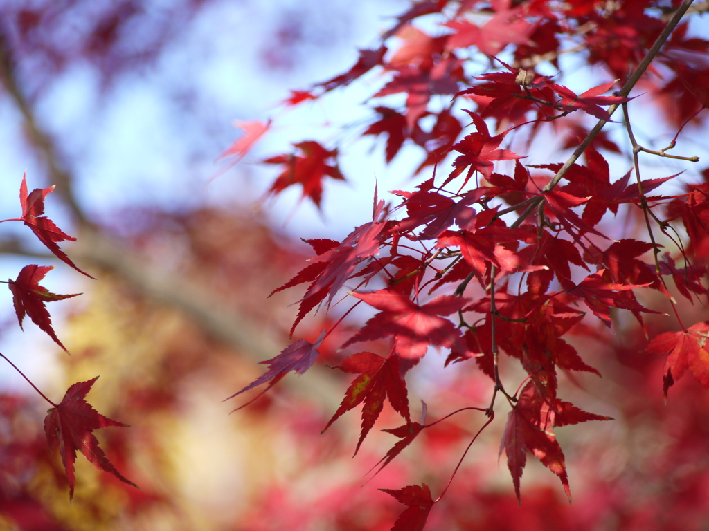 近所の公園にて、紅葉１