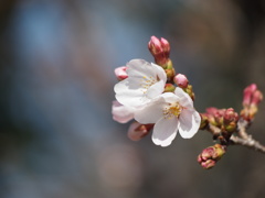 花開き、思わず万歳！