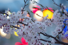 桜とライトボケ