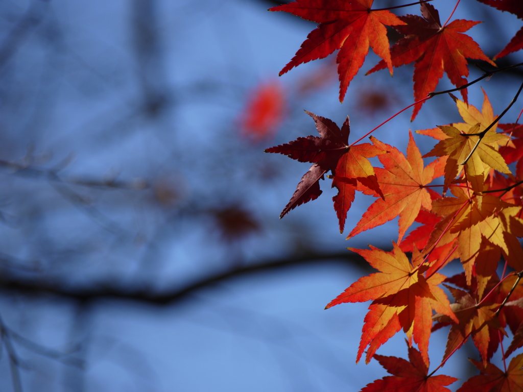 紅葉２