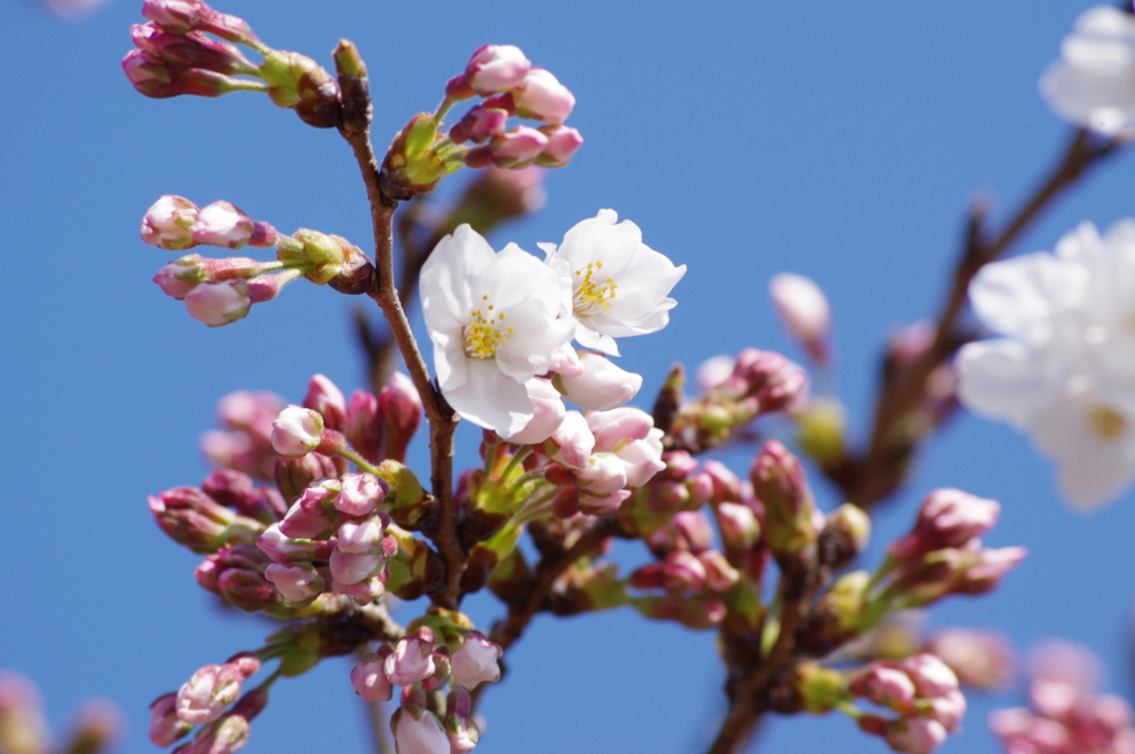 桜１