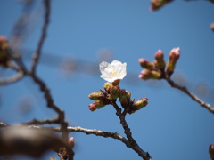 花開き、思わず万歳！