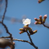 花開き、思わず万歳！