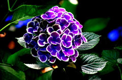 白フチの紫陽花