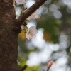 花開き、思わず万歳！