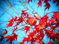 紅葉と青空