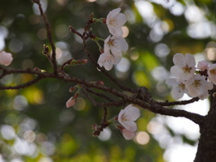 花開き、思わず万歳！