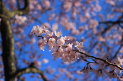 桜から望む青空